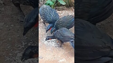 Jacu e seus filhotes em busca de comida