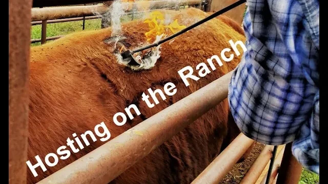 Guests on the Ranch | Playing Host (In the Chute - Round 130)