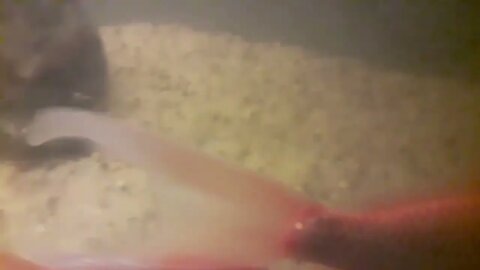 These fishs dig like land scapers so i when all sand bottom aquarium.