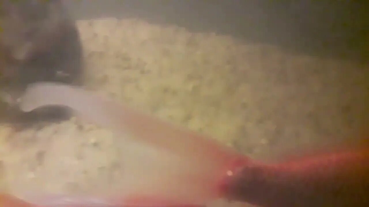 These fishs dig like land scapers so i when all sand bottom aquarium.