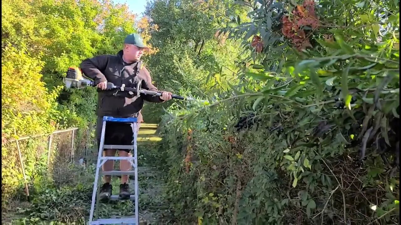 Hedge trimming 9ft tall hedge with stihl kombi 131r