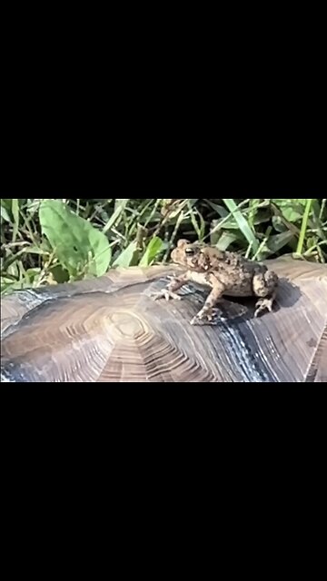 🐢Lucky’s Got Himself A Buddy🐸