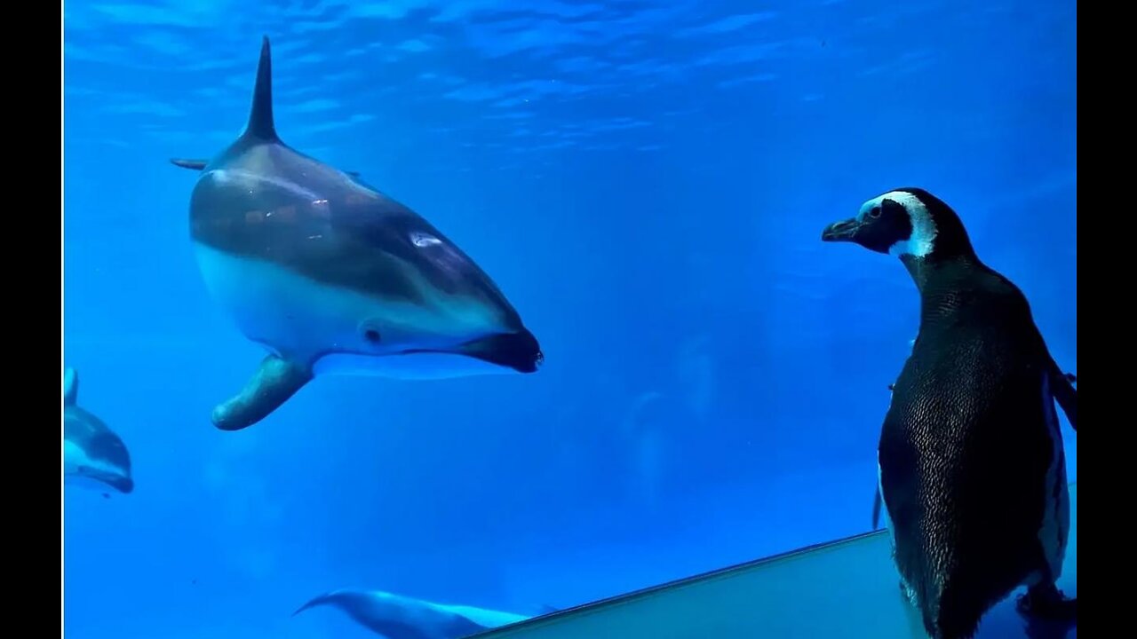 WATCH: Peguins take over closed Chicago aquarium