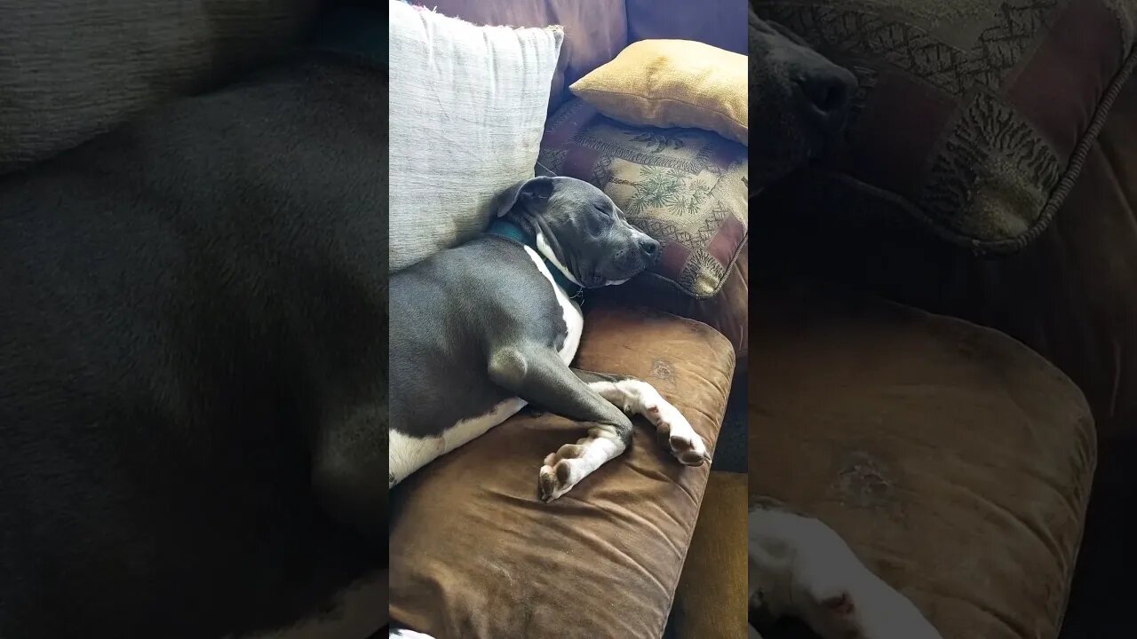 what I do best. #einsteinsbackyard #snoringdog #pitbulls #short #shorts #dog #pitties #shortvideo