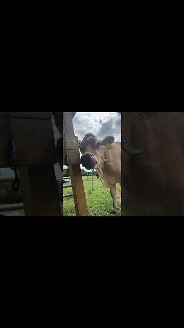 Susan… you are a strange one. #cows #jerseycows #homesteading