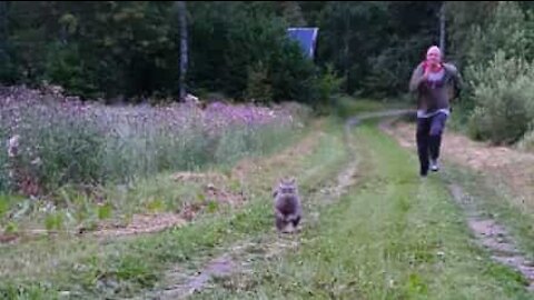 Gata faz corrida de 50 metros com o dono