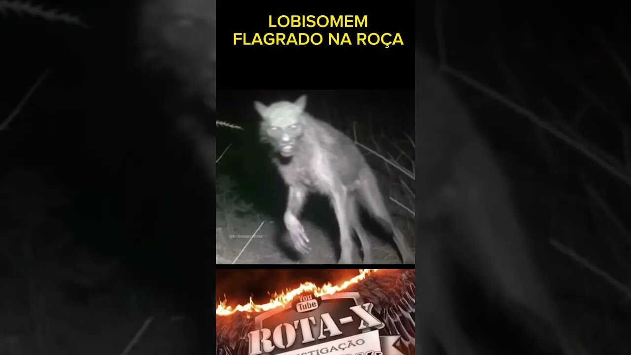 LOBISOMEM FLAGRADO NA ROÇA #shorts