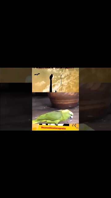 Gente do céu, esse periquito estava possuído... #shorts