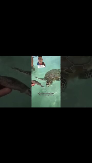 How old is this sea turtle??