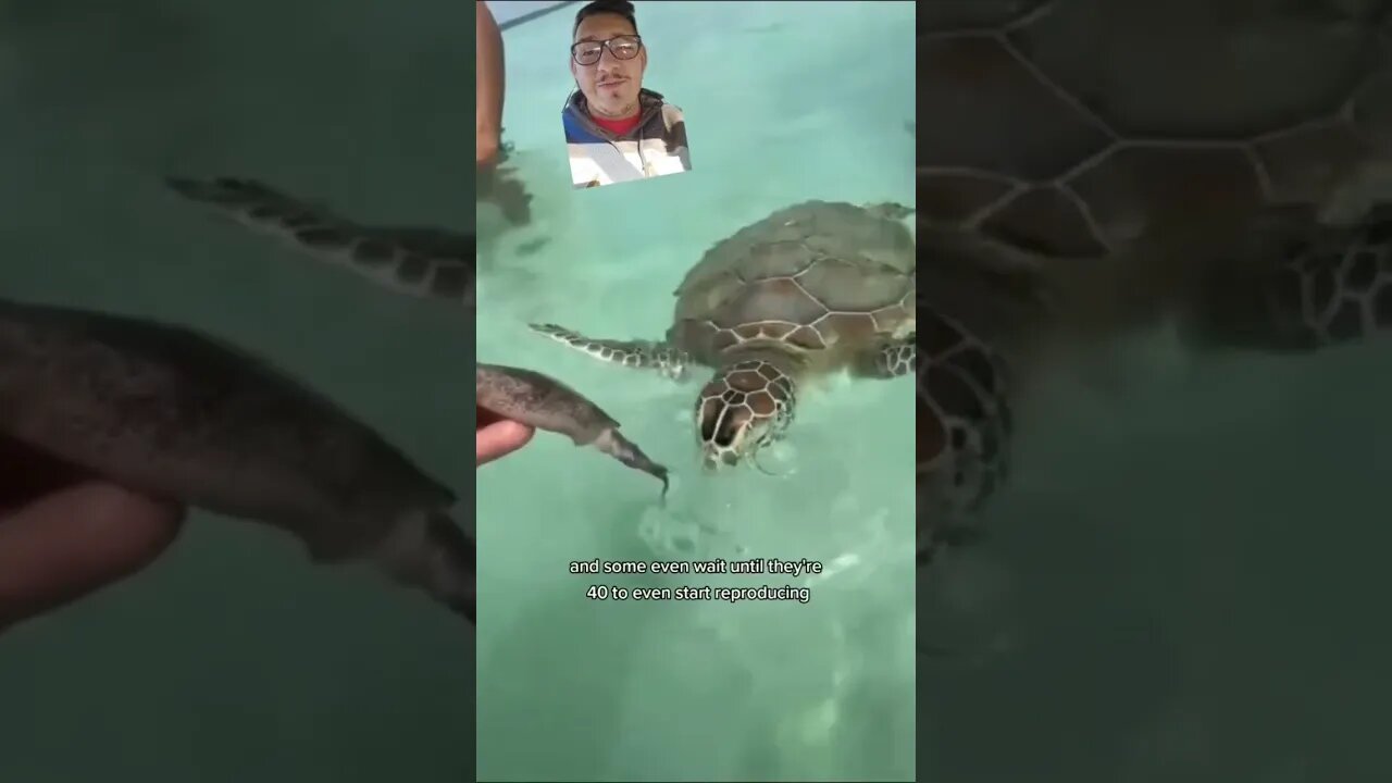 How old is this sea turtle??