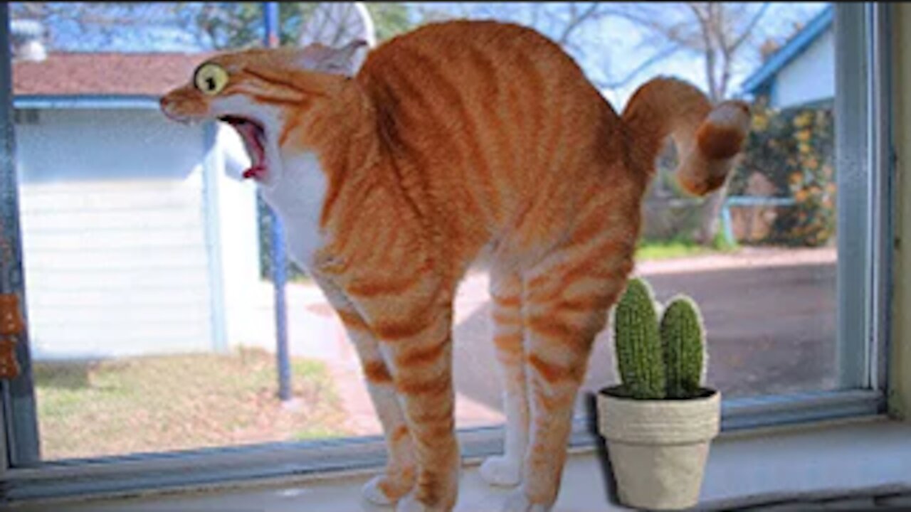 Funny Cats and Funny Animals compilation