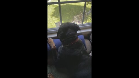 Rottie in the window