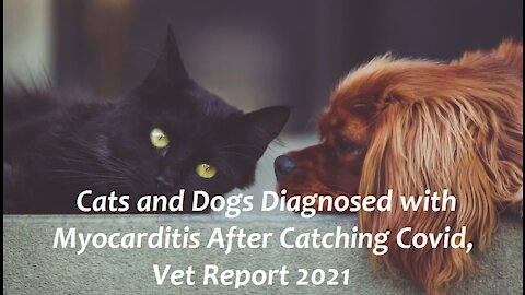 Cats and Dogs Diagnosed with Myocarditis After Catching Covid, Vet Report 2021