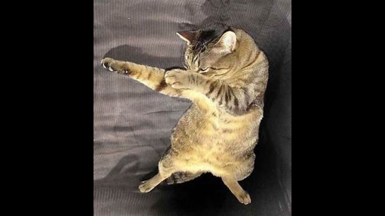 The last cat of the ninja dynasty