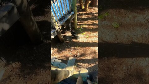 Strange Zoo Bird Getting it