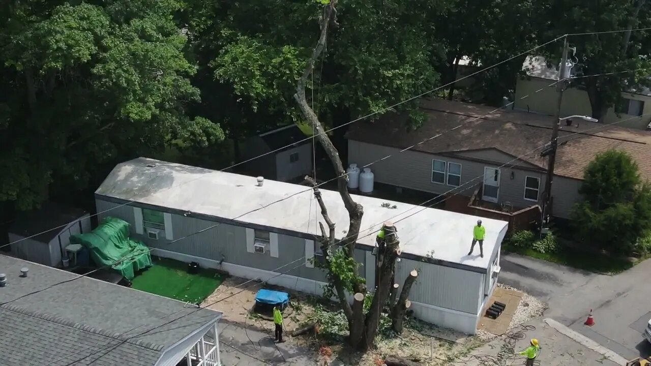 DJI watching some Professional Tree Cutters in action.