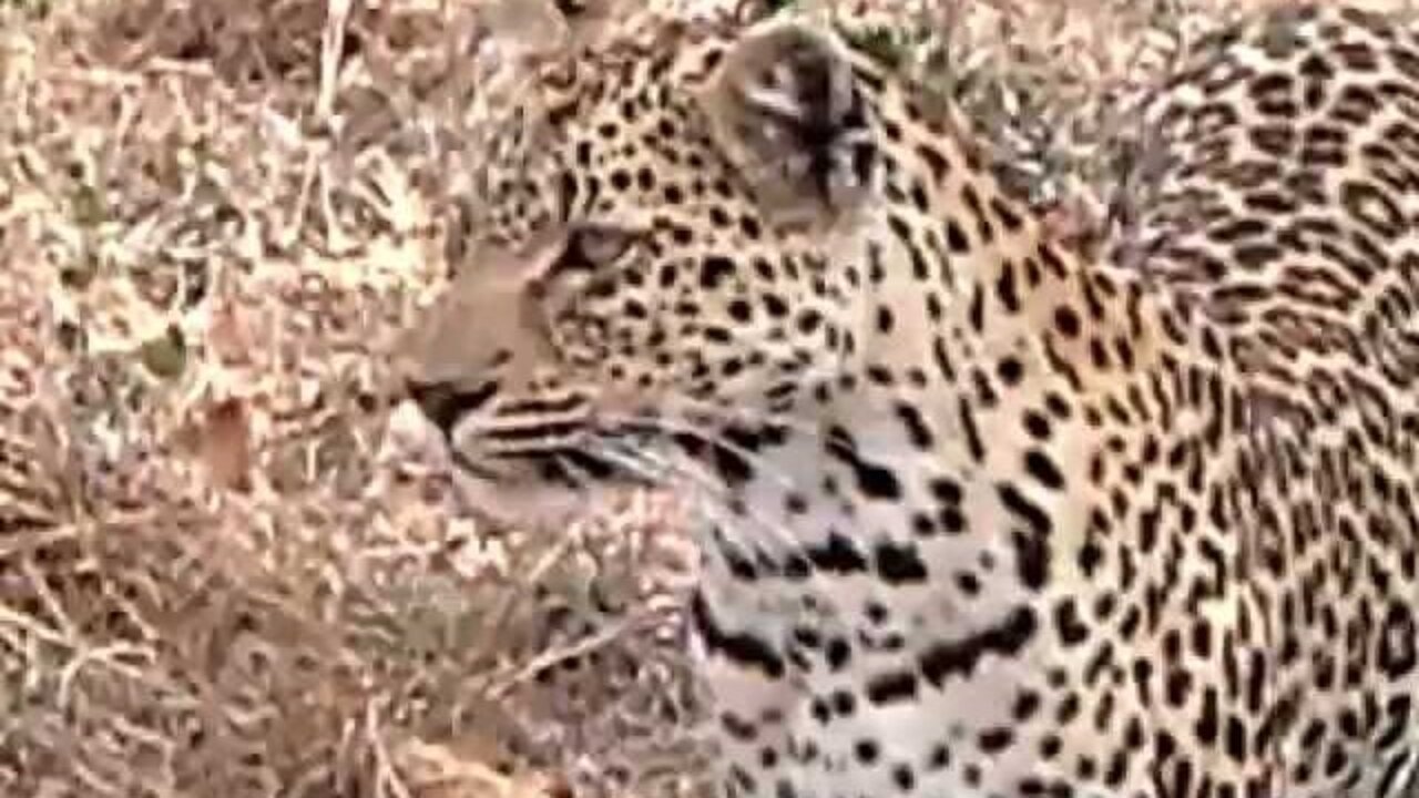 Leopard Family Argue Over A Meal