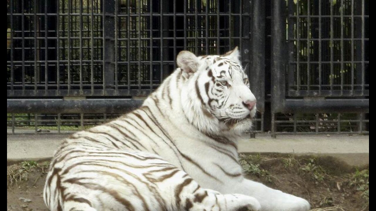 Stupid Is As Stupid Does, Ma'am - NJ Woman Scales Fence, Sticks Hand in Tiger Enclosure