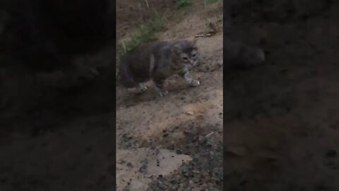 Calling cats in for dinner