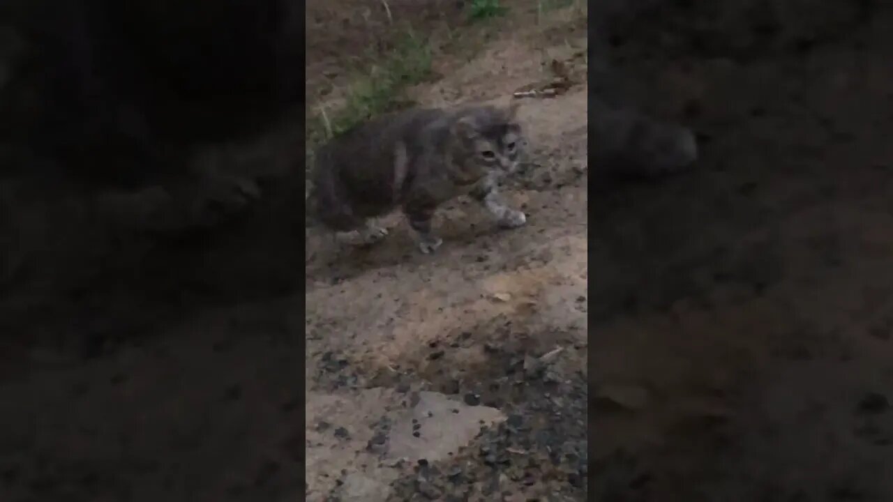 Calling cats in for dinner