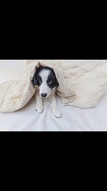 the puppy is already trained