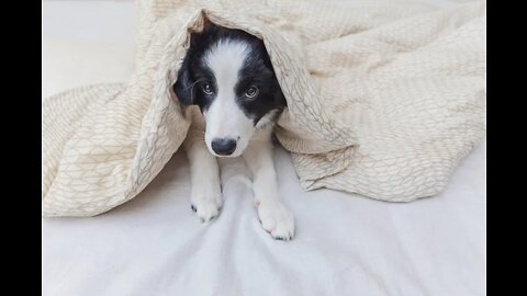 the puppy is already trained