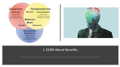 L Dopa - Mucuna pruriens - Dopamine Brain Booster