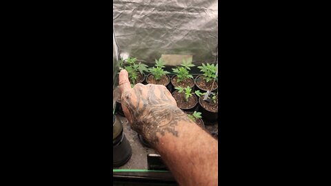 Transplanted 808 Genetics