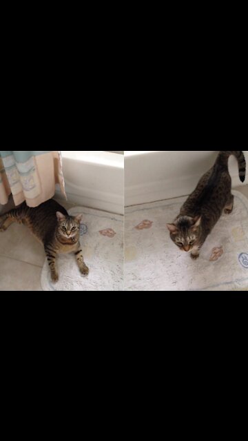 What a smarter kitten-look what she does.