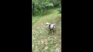 Turkey Chasing Jogger
