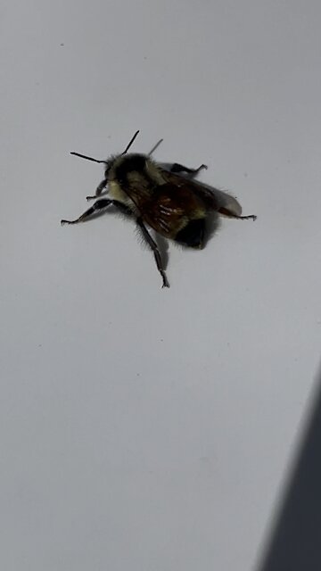 Super cute little one