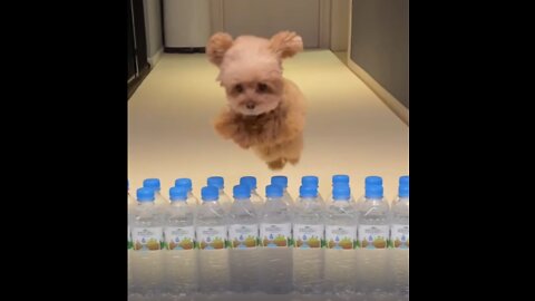 Dog Water Bottle Obstacle Course