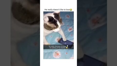 Gamer Cat