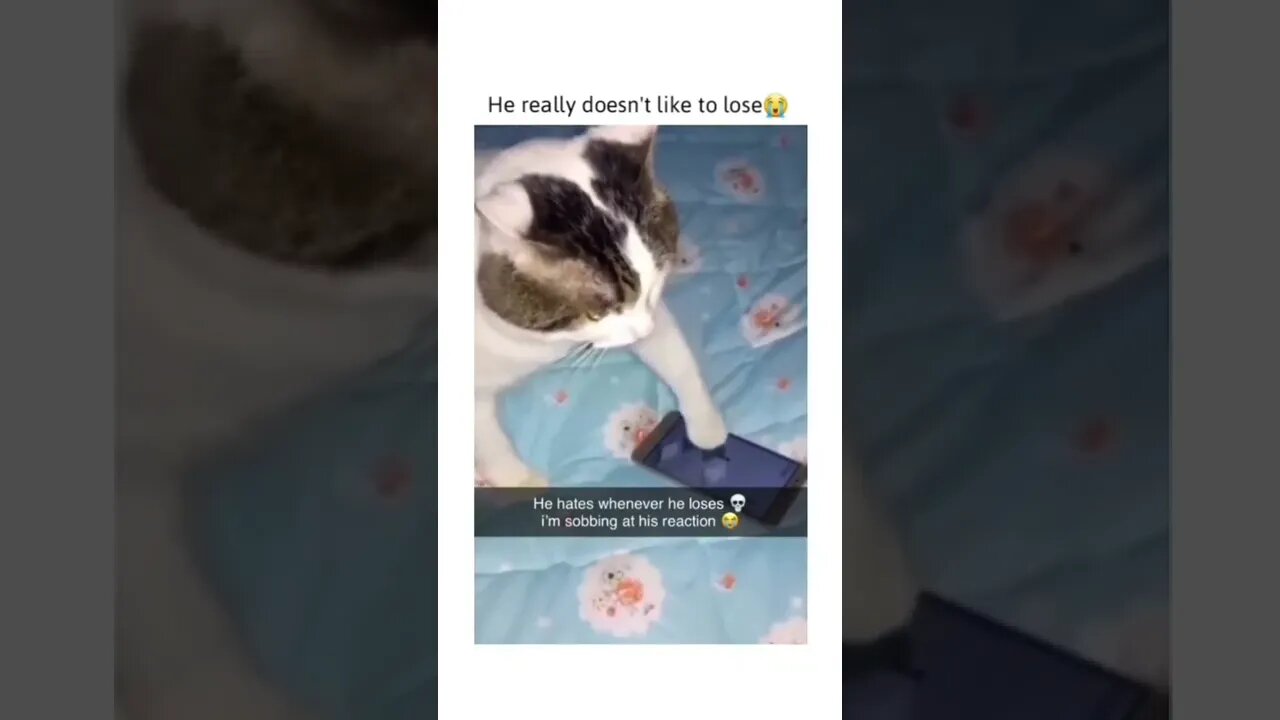 Gamer Cat
