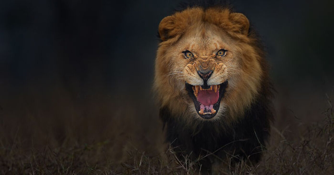 angry lion in the cage