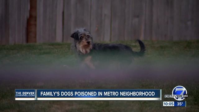 Family's dogs poisoned in metro neighborhood