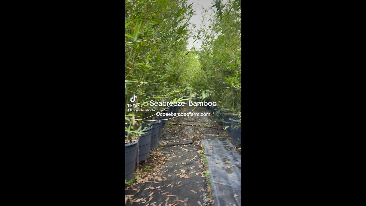 Florida Costal Privacy Plants - Seabreeze Bamboo - Ocoee Bamboo Farm 407-777-4807