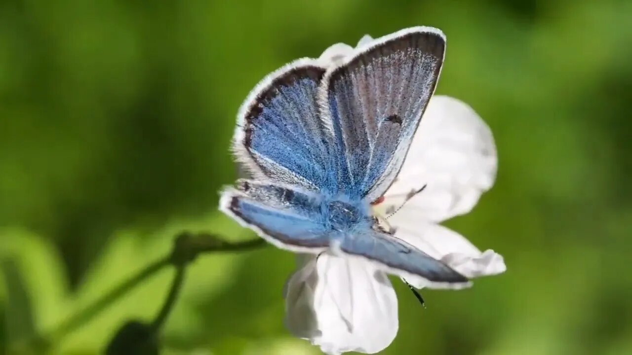 #roseflower