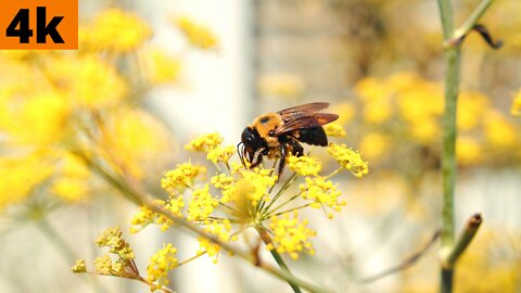 Bees are collecting honey from flowers