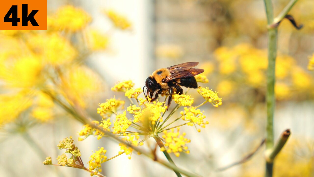 Bees are collecting honey from flowers