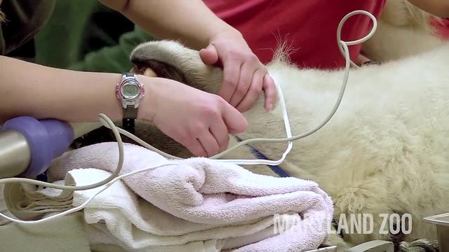 Maryland Zoo artificially impregnates female polar bear