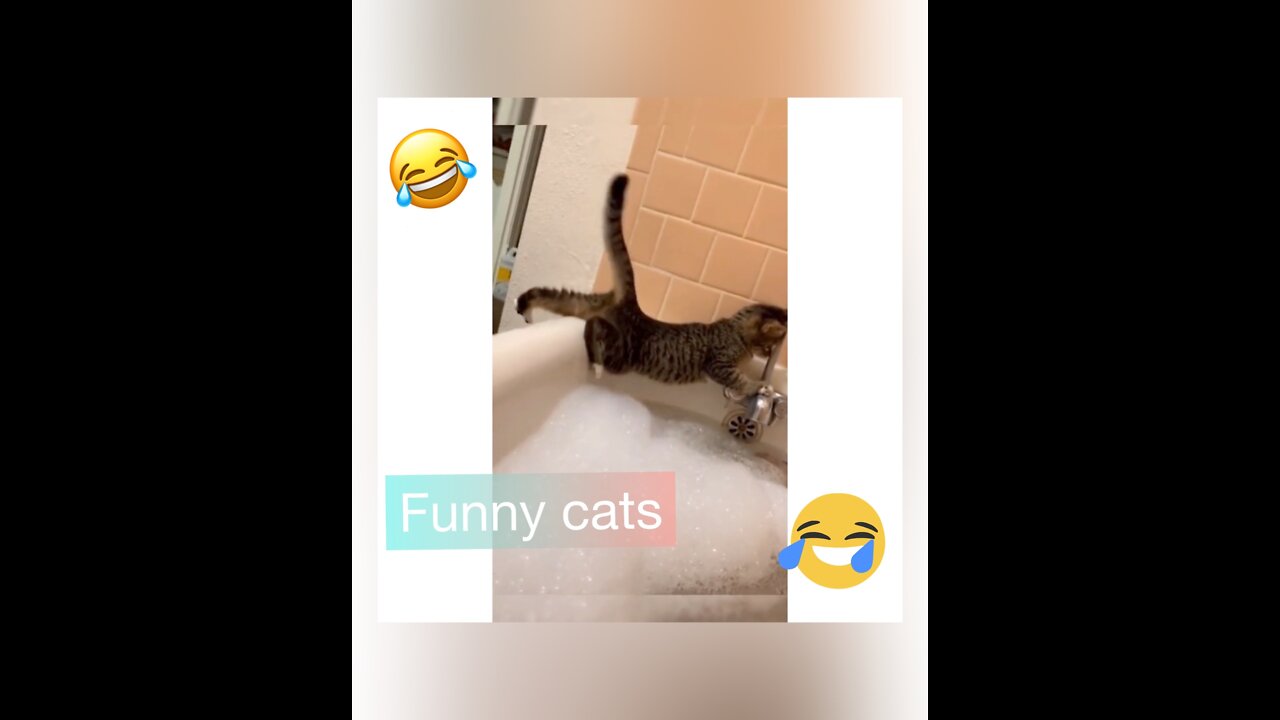 Funny Cats and Kittens Meowing Compilation))) #1