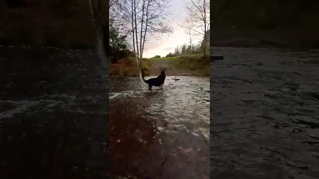 German Shepherd playing by the weir. @HarleyBearProductions #dog #zoomies