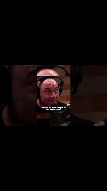 Face 2 Face with a 🦍 GORILLA 😱 : Joe Rogan & Bryan Callen