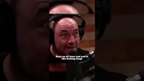 Face 2 Face with a 🦍 GORILLA 😱 : Joe Rogan & Bryan Callen