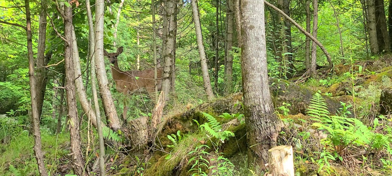 Deer in the bush