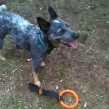 Silly Dog Plays With His Toy