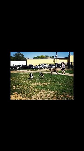 The Life of B - Dog-tor Loomis at the dog park [#instagram #theBACarchive]