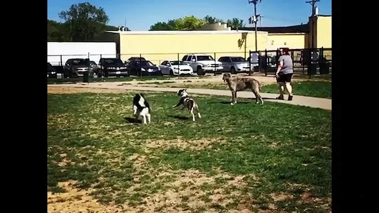 The Life of B - Dog-tor Loomis at the dog park [#instagram #theBACarchive]