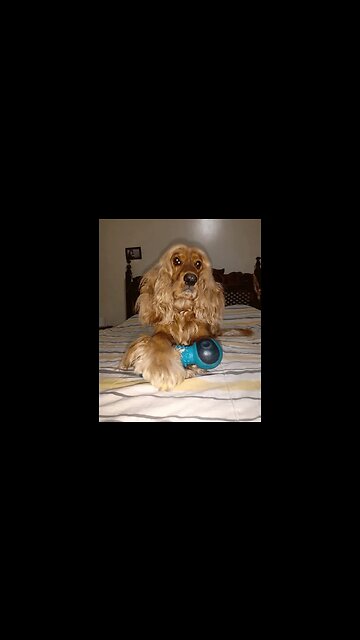 #dogshow , #animals , #dogs , #shorts